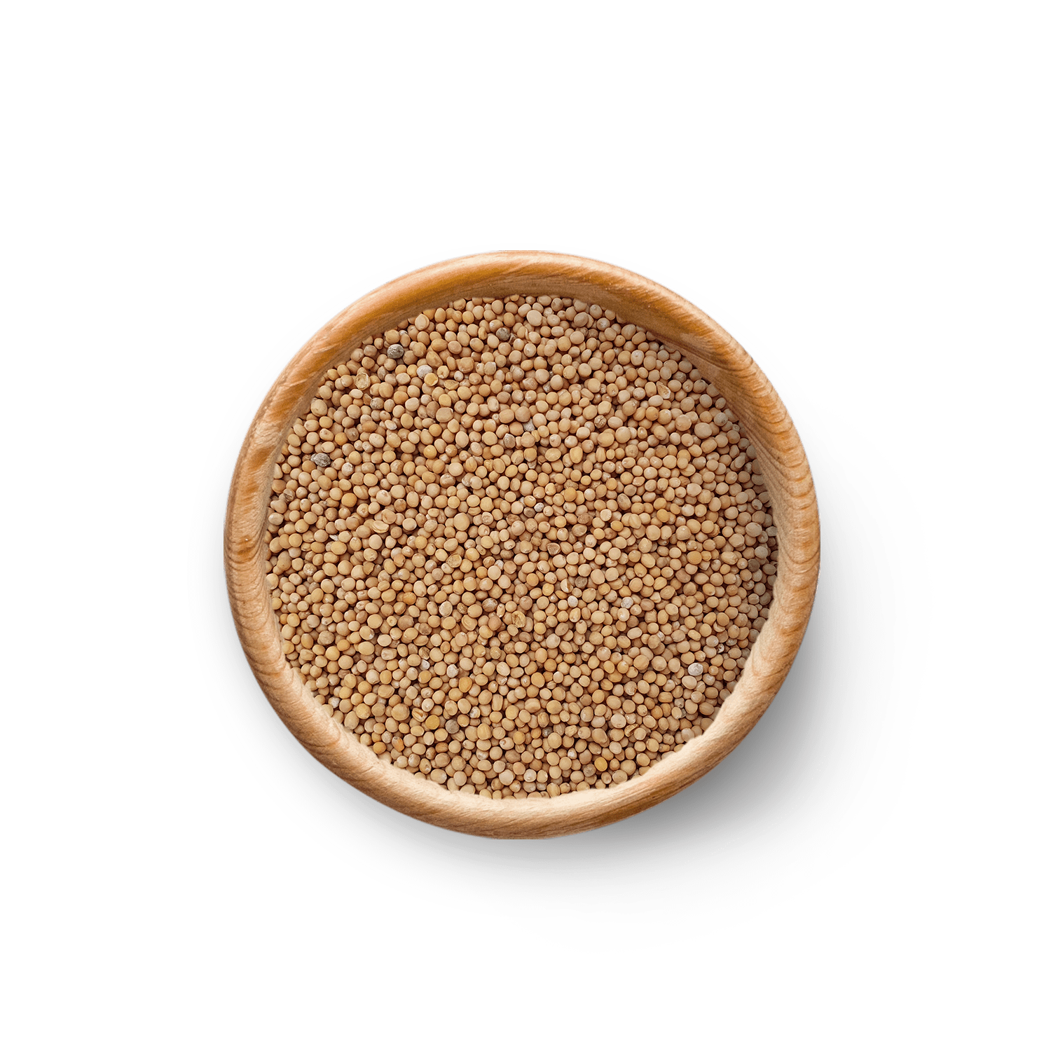 Senfsaat – Gelb