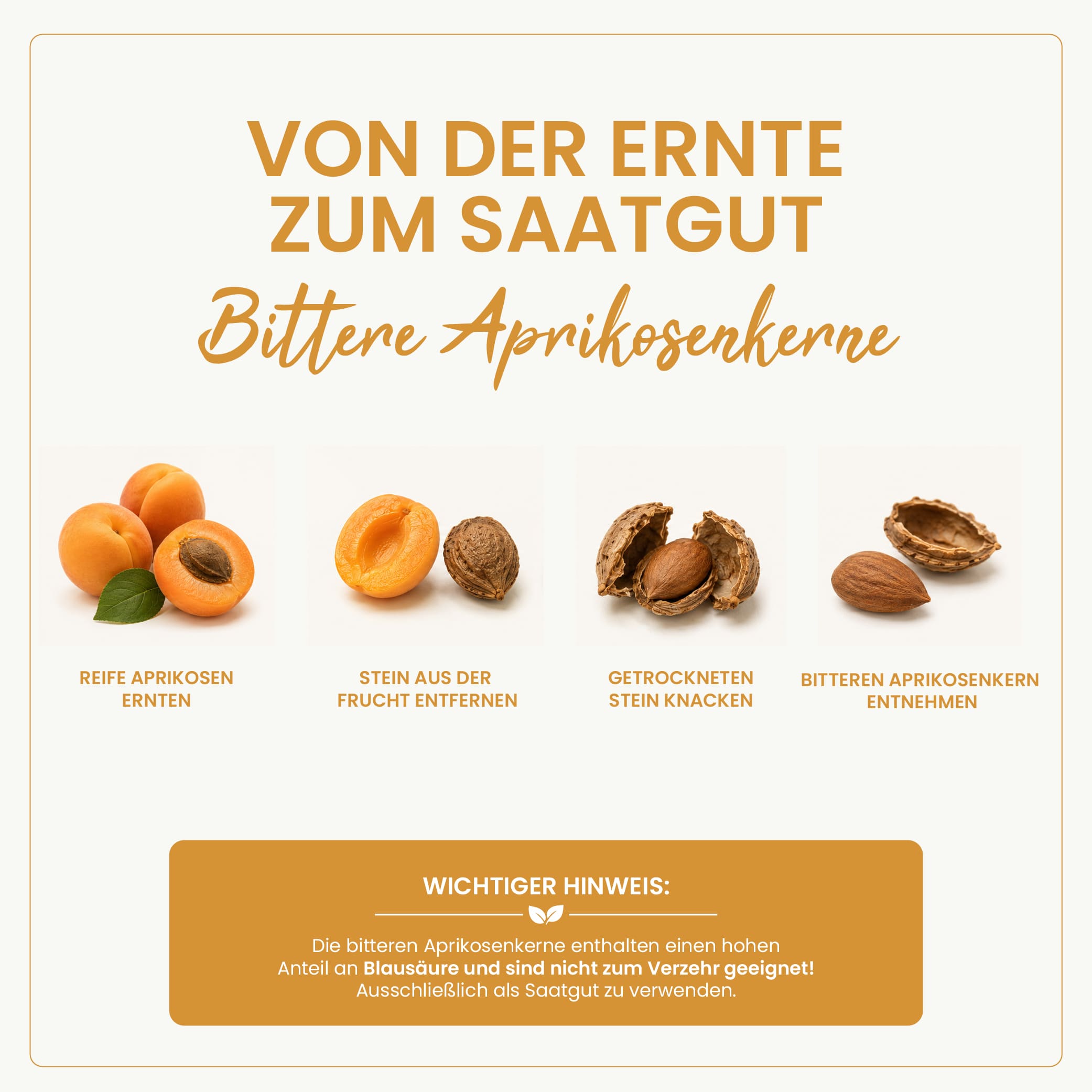 Bittere Aprikosenkerne
