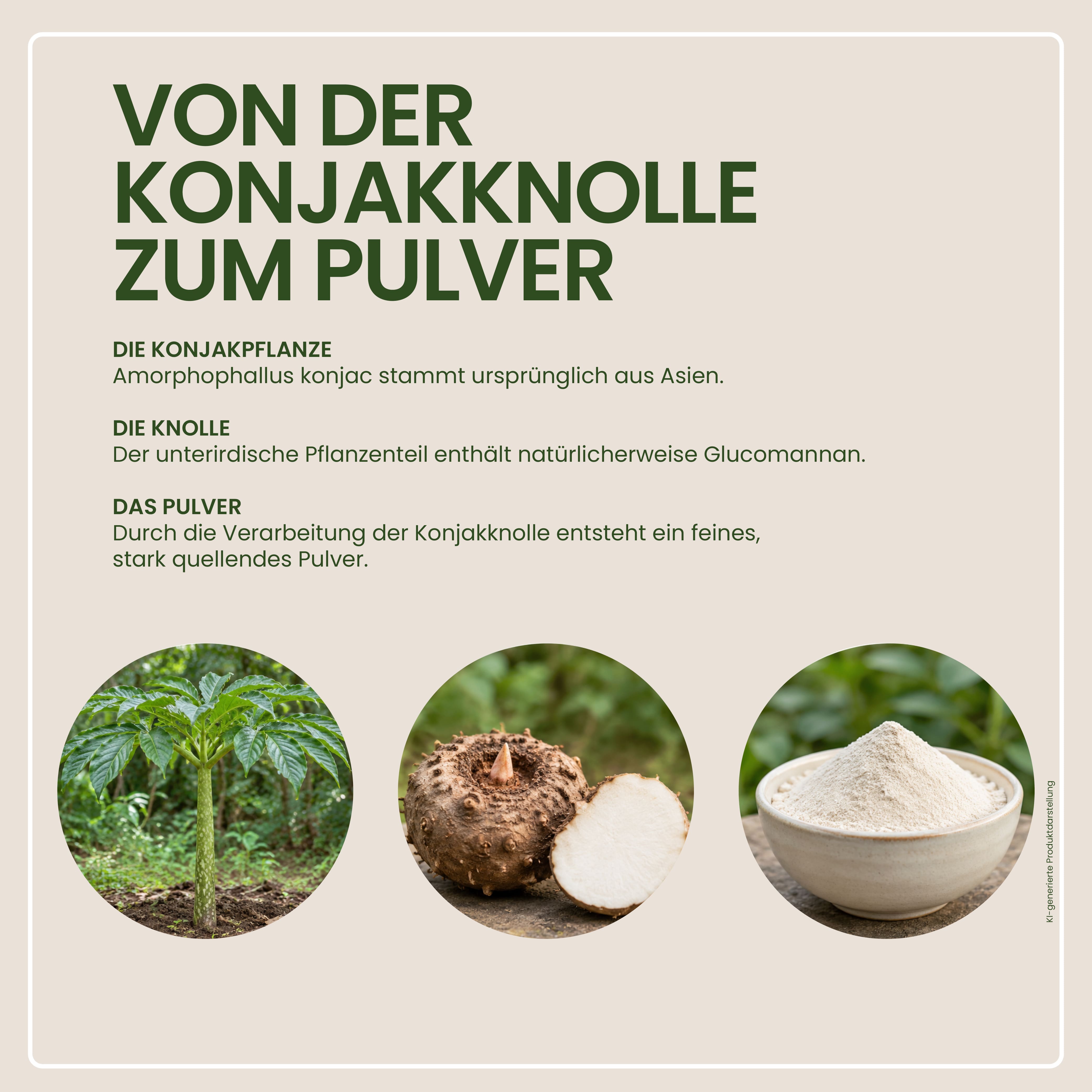 Konjakwurzelpulver
