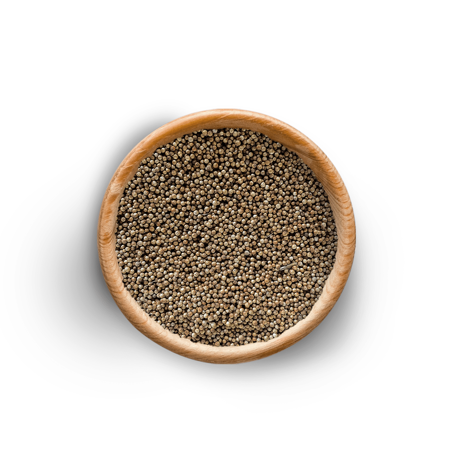 BIO Koriander │ 100g - 15kg │ Online kaufen bei Taste Market